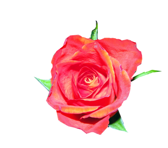 rose_png_gul_png_5_rrs6w.png