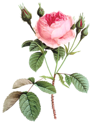 rose_png_gul_png_8_z2s4t.png