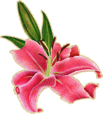rozovaja-lilijaa7q8x.gif