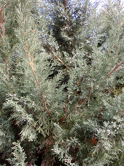 WACHOLDER (Juniperus) Sadebaum1new9gs1m