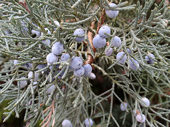 WACHOLDER (Juniperus) Sadebaum2new54sgj
