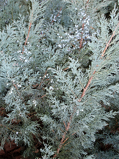 WACHOLDER (Juniperus) Sadebaum3newmosnl