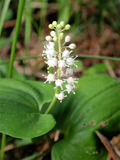 SCHATTENBLÜMCHEN - zweiblättriges (Maianthemum bifolium) Schattenbluemchen3newhvsr3