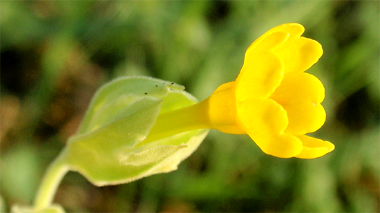 SCHLÜSSELBLUME (Primula) Schluesselecht10new9bozy