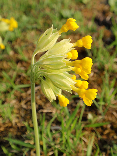 SCHLÜSSELBLUME (Primula) Schluesselecht3new1spx5
