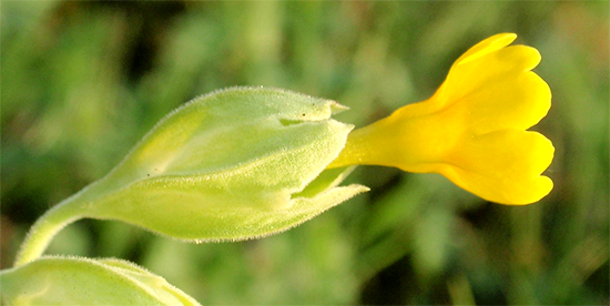 SCHLÜSSELBLUME (Primula) Schluesselecht4newmdox3