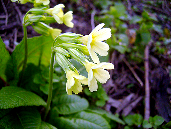 SCHLÜSSELBLUME (Primula) Schluesselhohe1newnzp6d