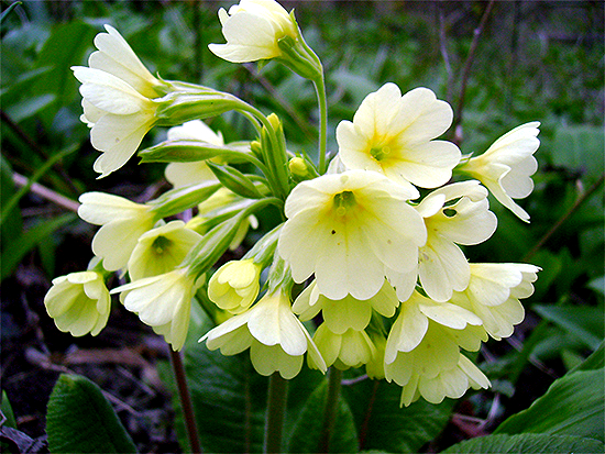 SCHLÜSSELBLUME (Primula) Schluesselhohe3newrdpwh