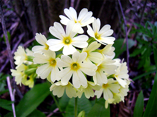 SCHLÜSSELBLUME (Primula) Schluesselhohe5newydoky