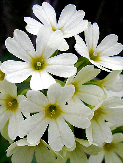 SCHLÜSSELBLUME (Primula) Schluesselhohe6new2op9h
