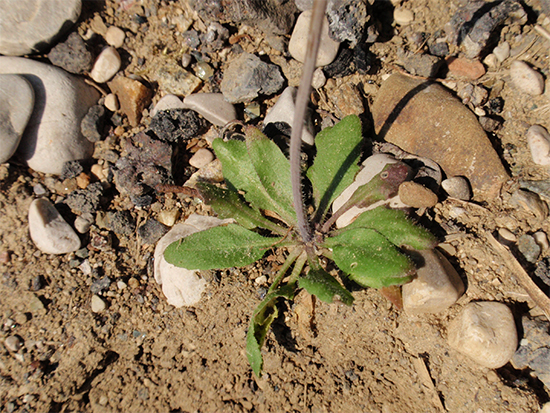 SCHMALWAND (Arabidopsis) Schmalwack1newmikq1