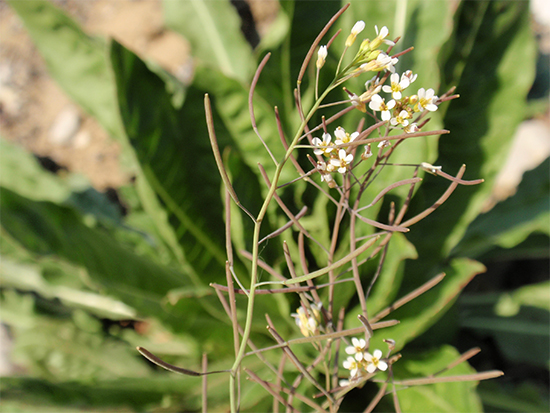 SCHMALWAND (Arabidopsis) Schmalwack2newvsjsd