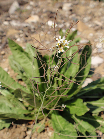 SCHMALWAND (Arabidopsis) Schmalwack3new9qkfc