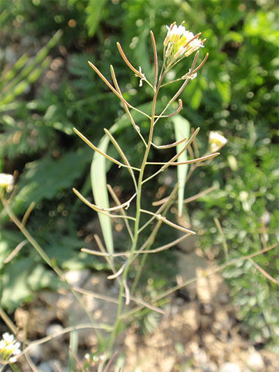 SCHMALWAND (Arabidopsis) Schmalwack5newwokxa