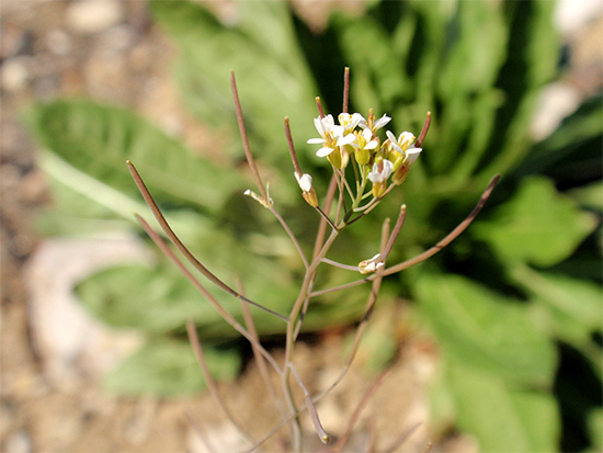 SCHMALWAND (Arabidopsis) Schmalwack6newjukbn
