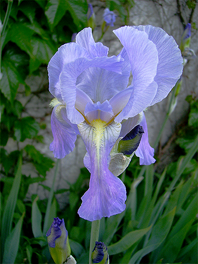 SCHWERTLILIE (Iris) Schwertl2new32slf