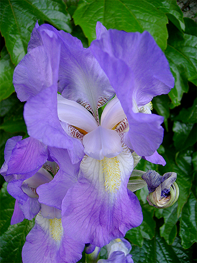 SCHWERTLILIE (Iris) Schwertl3newtpsi1