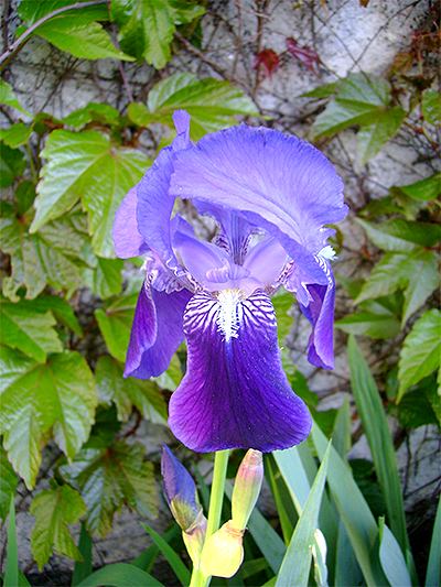 SCHWERTLILIE (Iris) Schwertl5newtgsy7