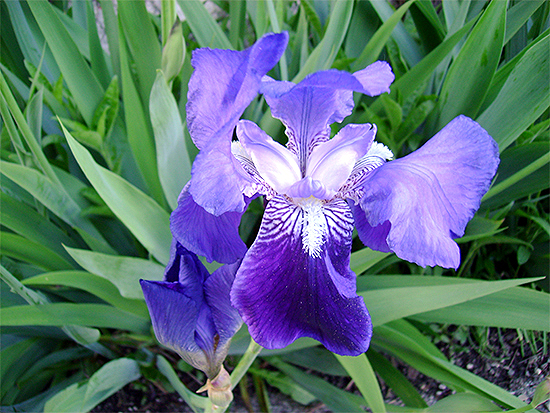 SCHWERTLILIE (Iris) Schwertl8newx7sri