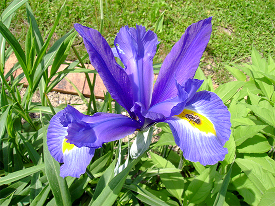 SCHWERTLILIE (Iris) Schwertl9new4ks8t