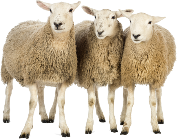 sheep_png21900bsym.png