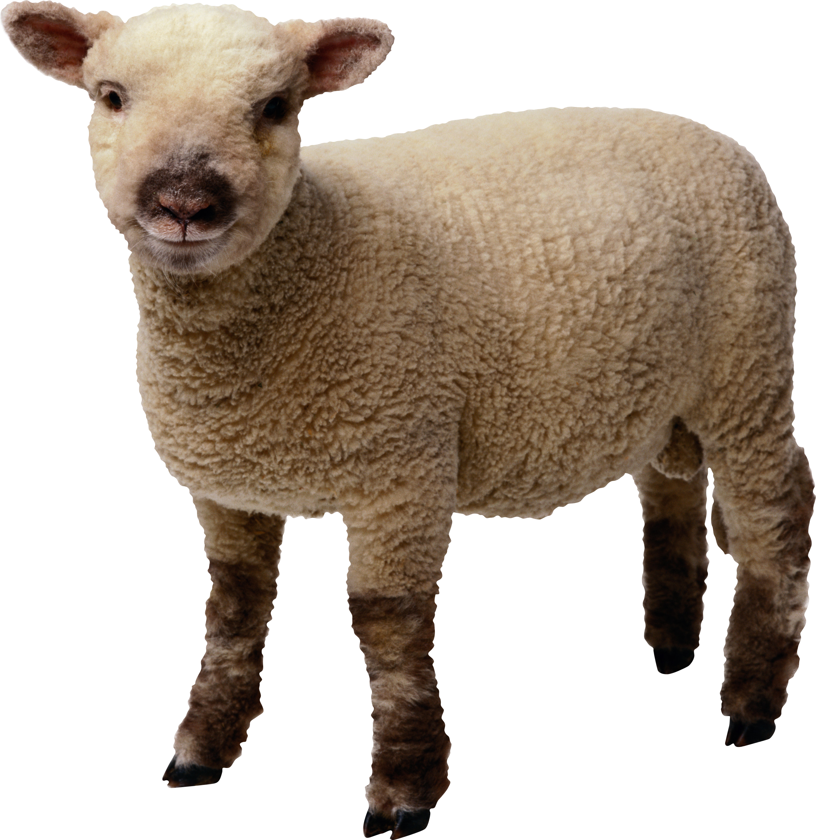 sheep_png2723rlkg3.png