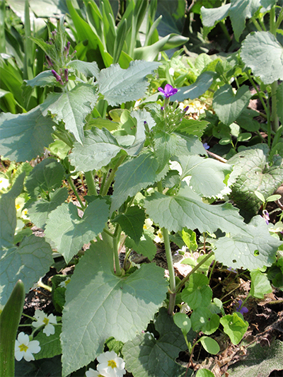 SILBERBLATT - einjähriges (Lunaria annua) Silberbleinjgar1new8wskn