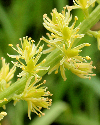 SIMSENLILIE - Kelch (Tofieldia calyculata) Simsenlilie10newv0sal