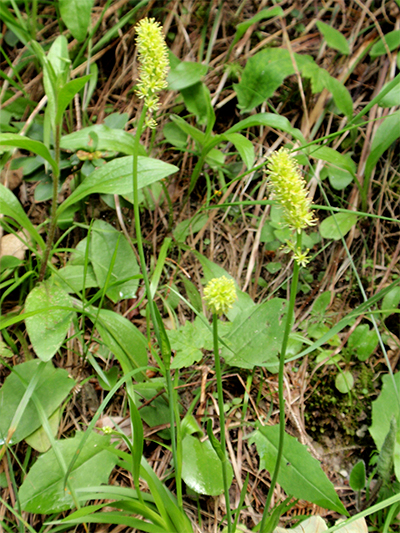 SIMSENLILIE - Kelch (Tofieldia calyculata) Simsenlilie1newg1s9f