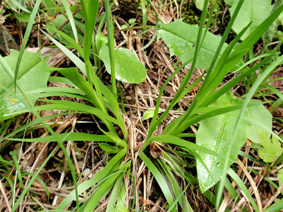SIMSENLILIE - Kelch (Tofieldia calyculata) Simsenlilie3newmrs5j