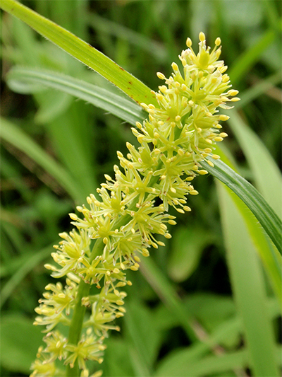 SIMSENLILIE - Kelch (Tofieldia calyculata) Simsenlilie4newlssud