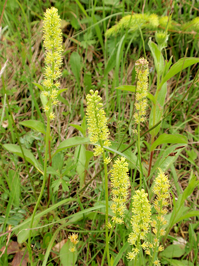 SIMSENLILIE - Kelch (Tofieldia calyculata) Simsenlilie5new79s60