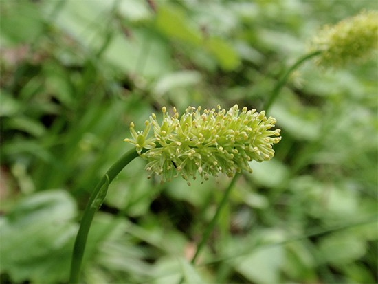 SIMSENLILIE - Kelch (Tofieldia calyculata) Simsenlilie6newovsk8