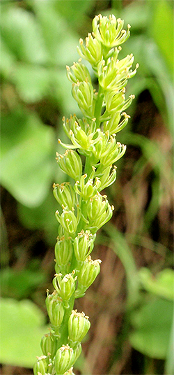 SIMSENLILIE - Kelch (Tofieldia calyculata) Simsenlilie7newh0si0