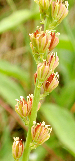 SIMSENLILIE - Kelch (Tofieldia calyculata) Simsenlilie8newohs4k