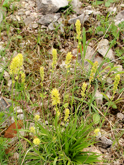 SIMSENLILIE - Kelch (Tofieldia calyculata) Simsenlilie9new8rsem