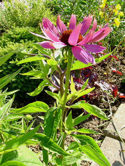 SONNENHUT (Echinacea) Sonnenhut9new47syi