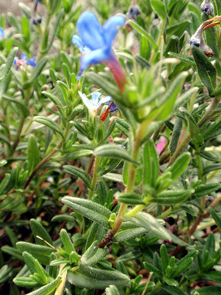 STEINSAME - blauer (Lithodora diffusa) Steinsame1newiqk4a