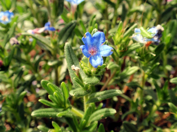 STEINSAME - blauer (Lithodora diffusa) Steinsame2newysjrd