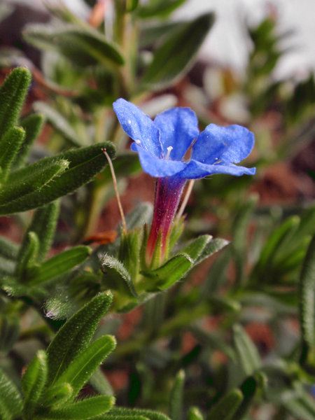 STEINSAME - blauer (Lithodora diffusa) Steinsame3newbnjd9