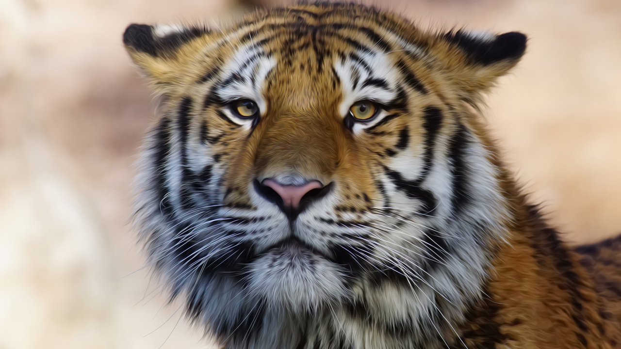 tiger-wild-animal-4k-66jq9.jpg