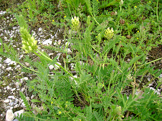TRAGANT  (Astragalus) Tragantkicher1newkusrx
