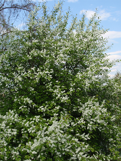 TRAUBENKIRSCHE - gewöhnliche (Prunus padus) Traubenkirsche1newumjm5