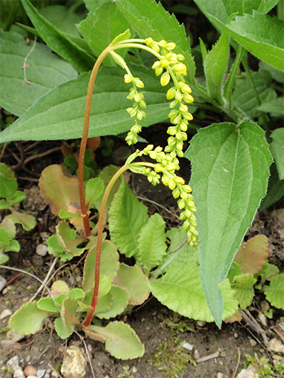 WALDDICKBLATT (Chiastophyllum oppositifolium) Walddickblatt3new0wjjn