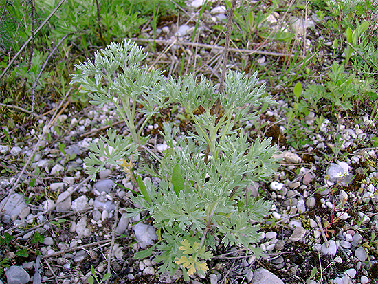 BEIFUSS (Artemisia) Wermut1new6yzua