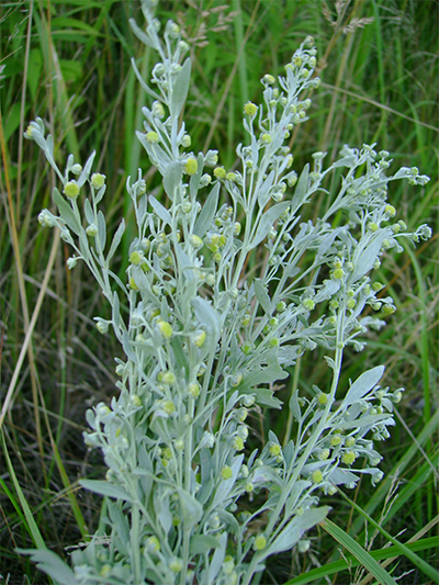 BEIFUSS (Artemisia) Wermut2new4elc1