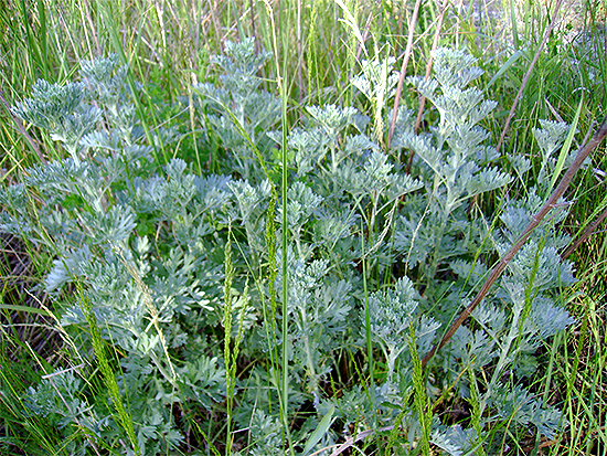 BEIFUSS (Artemisia) Wermut3new77la9