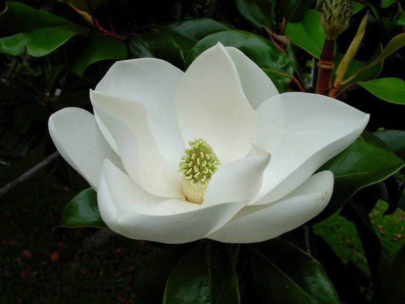 white-magnolia-flower4cs44.jpg