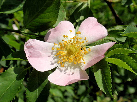 ROSE  (Rosa) Wildrose2new3fop6