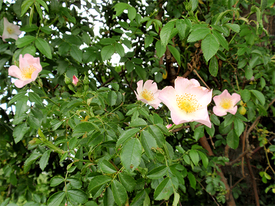 ROSE  (Rosa) Wildrose6newurqfh